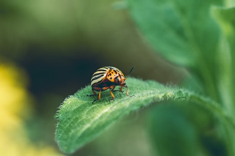 您不曾了解的“昆虫世界”：透过显微镜，重新认识insecta