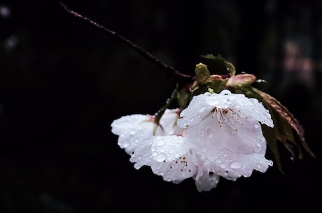 写在人生边上pdf 眷恋之情萦怀