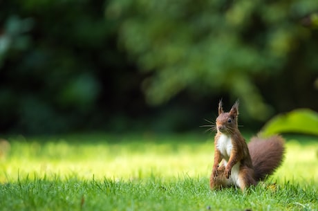 squirrel是什么意思(squirrel是什么意思？原来这些可爱的小动物也有这样的含义！)