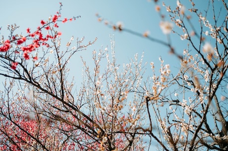 杨魏玲花和曾毅睡觉(杨魏玲花和曾毅睡觉，引起关注！)